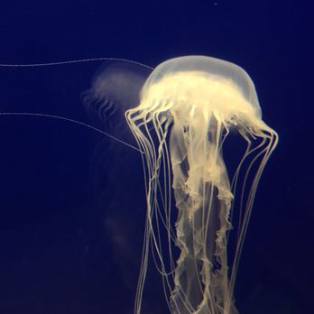 The North Carolina Aquarium At Fort Fisher 254 Photos 127 Photo Of The North Carolina Aquarium At Fort Fisher Kure Beach Nc United