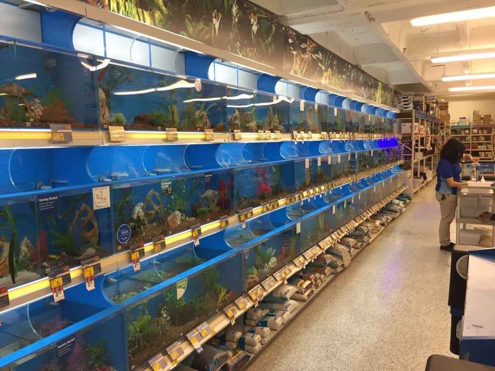 petsmart on shepherd has