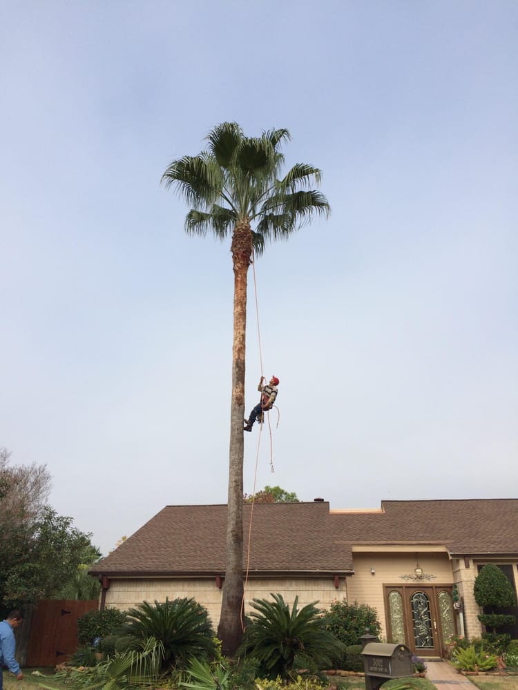 Family Tree Professional Tree Service 34 Photos &amp; 16