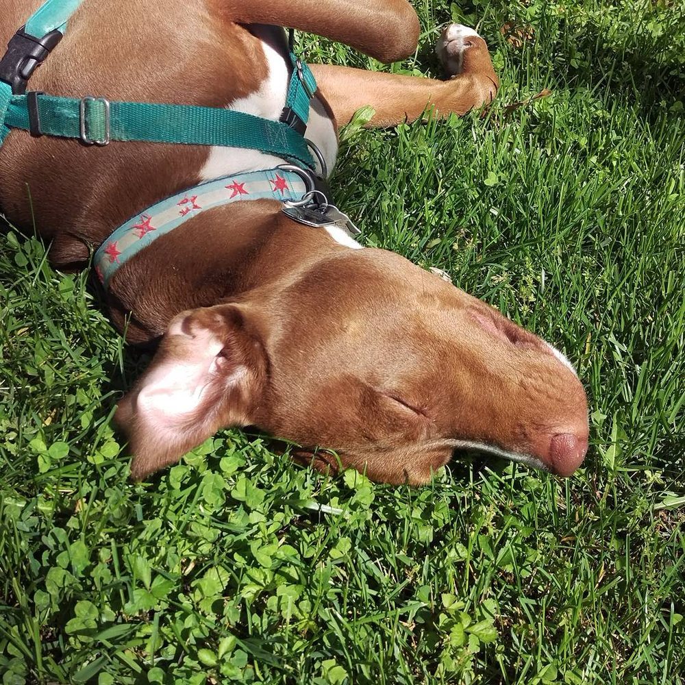 Dc Dog Walking Brighter Days Dc Dog Walking Brighter Days