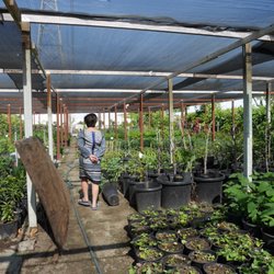 Magnolia Gardens Nursery 13 Photos Nurseries Gardening 10722 Photo Of Magnolia Gardens Nursery Stanton Ca United States