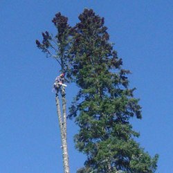 Highpoint Tree Care 37 Photos 16 Reviews Services The Photo Of Highpoint Tree Care The Woodlands Tx United States