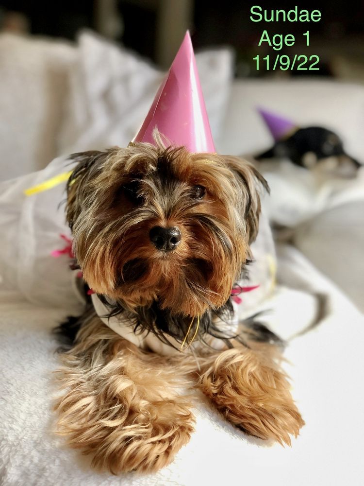 Cutest AKC Arizona Yorkies Image