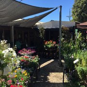 Acorn Nursery The Oakes Cafe Gardening Centres 673 Canterbury Kew Nursery