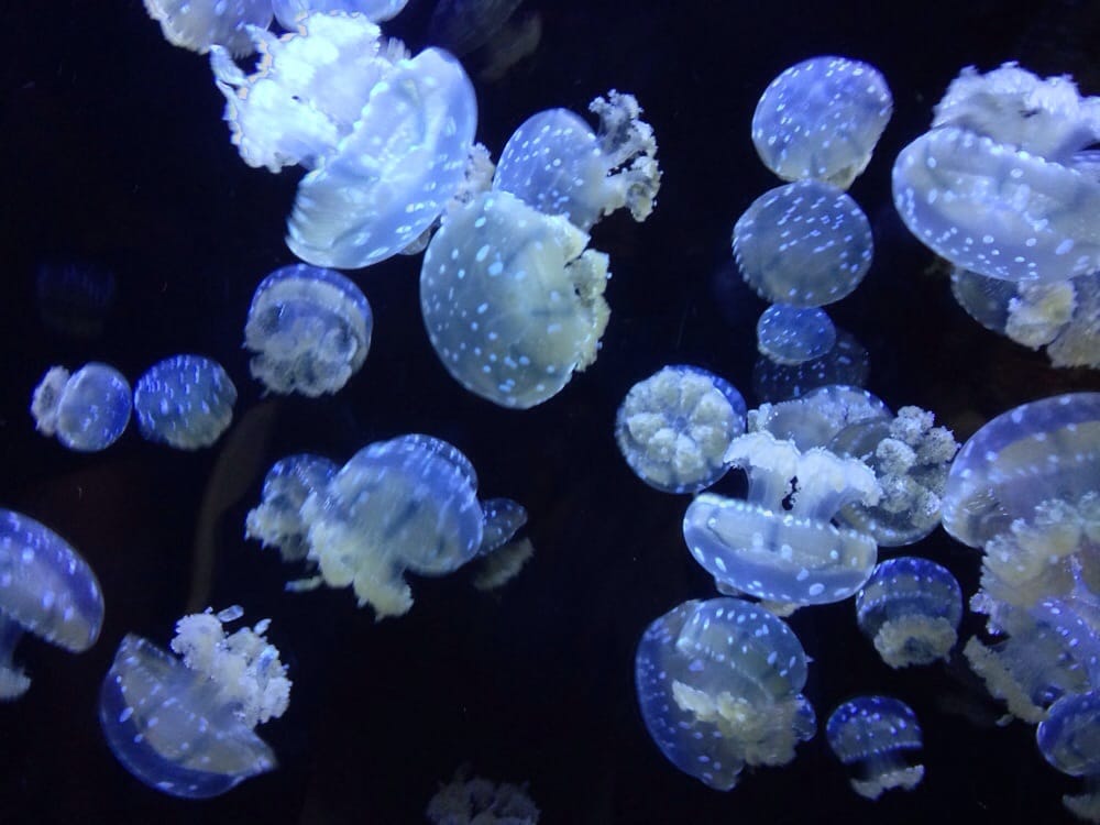 Oklahoma Aquarium 142 Photos & 61 Reviews Aquariums 300 Aquarium Dr, Jenks, OK Phone