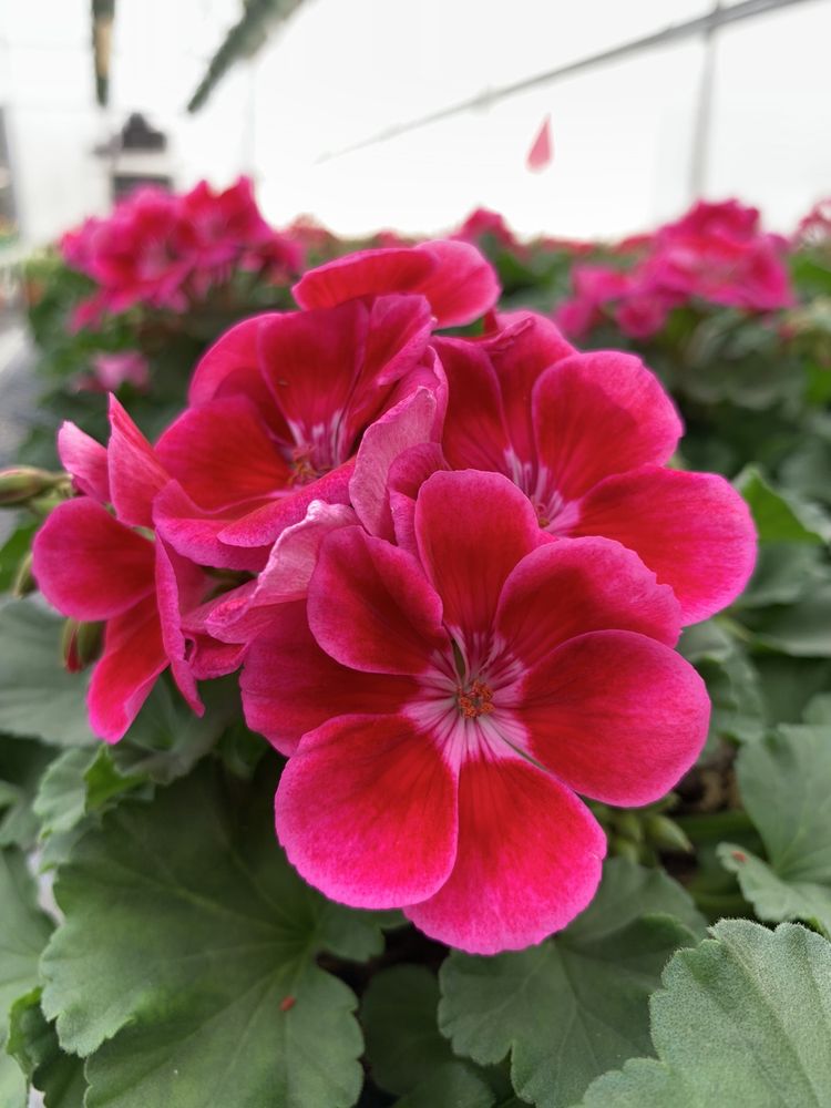Sun Valley Gardens Greenhouse