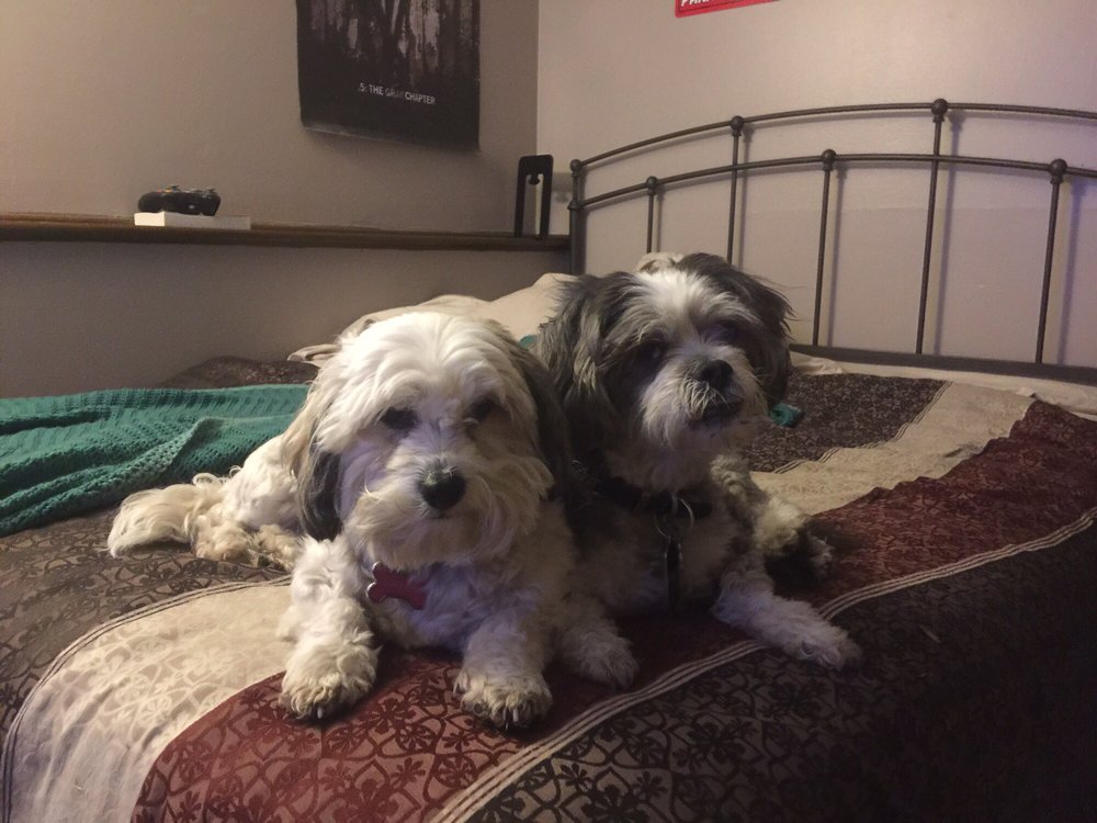 Westchester Doggery 12 Reviews Pet Groomers 10425 W Cermak Rd