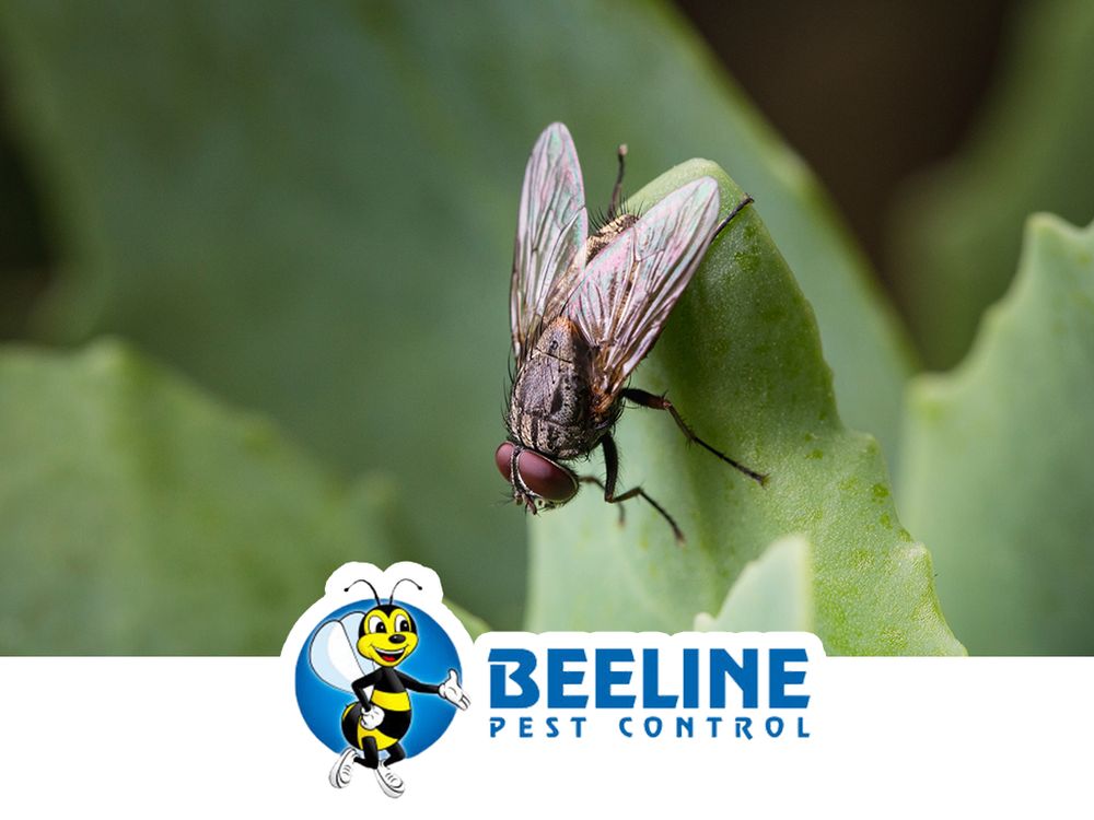 Beeline Pest Control