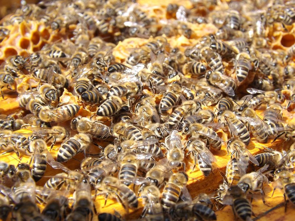 The Bee Guy