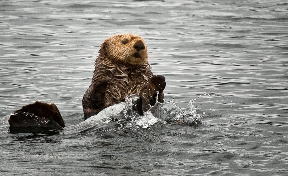 NW Explorations - Bellingham WA