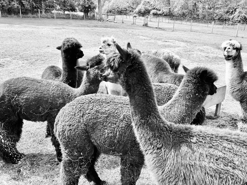 Trotter Hill Alpacas