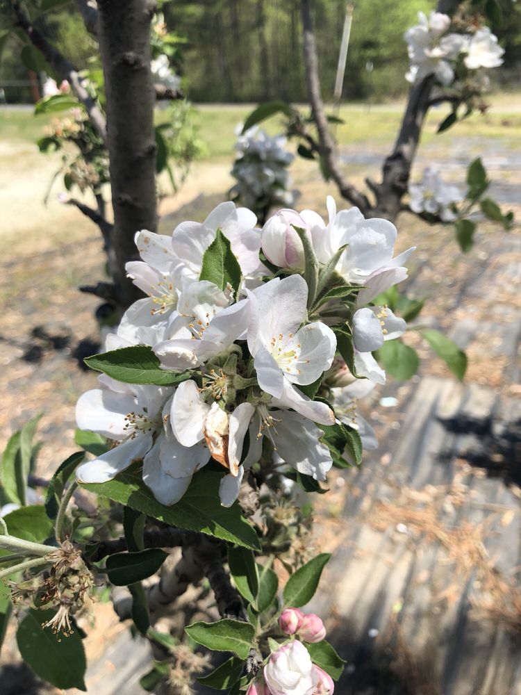 Red Mill Landscaping & Nursery