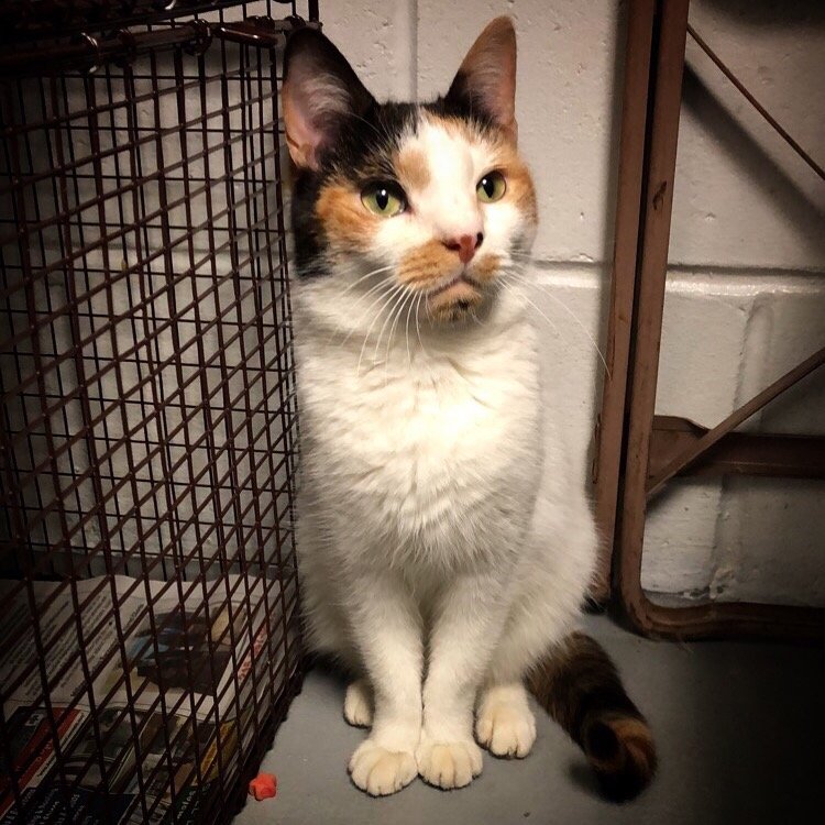 Providence Animal Center 16 Photos & 42 Reviews Veterinarians 555