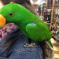 The Gun Room Inc - Portland, OR, United States. Store security/my new BFF, Milo, hanging out on my shoulder.