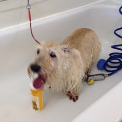 dog grooming st joseph mo dog grooming st joseph mo