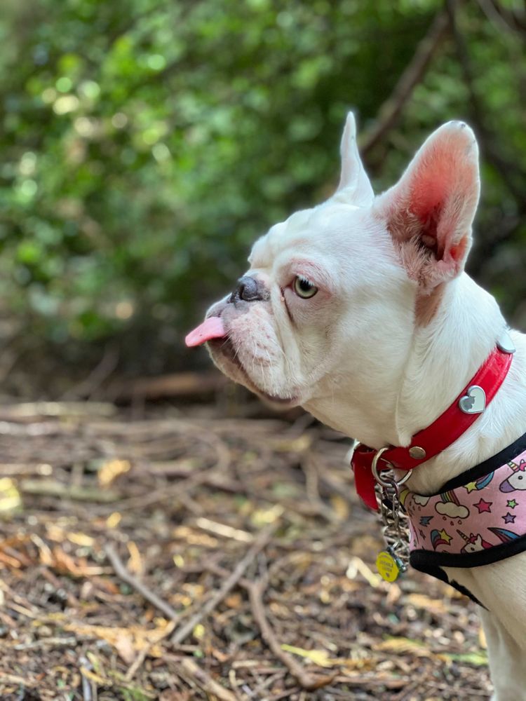 Close To Home Pet Services