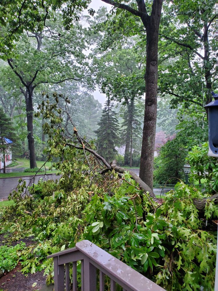Tree Guys Tree Service