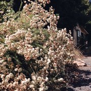 Fl Native Nursery Nurseries Gardening 2511 Ave Photo Of Fl Native Nursery Chico Ca United States