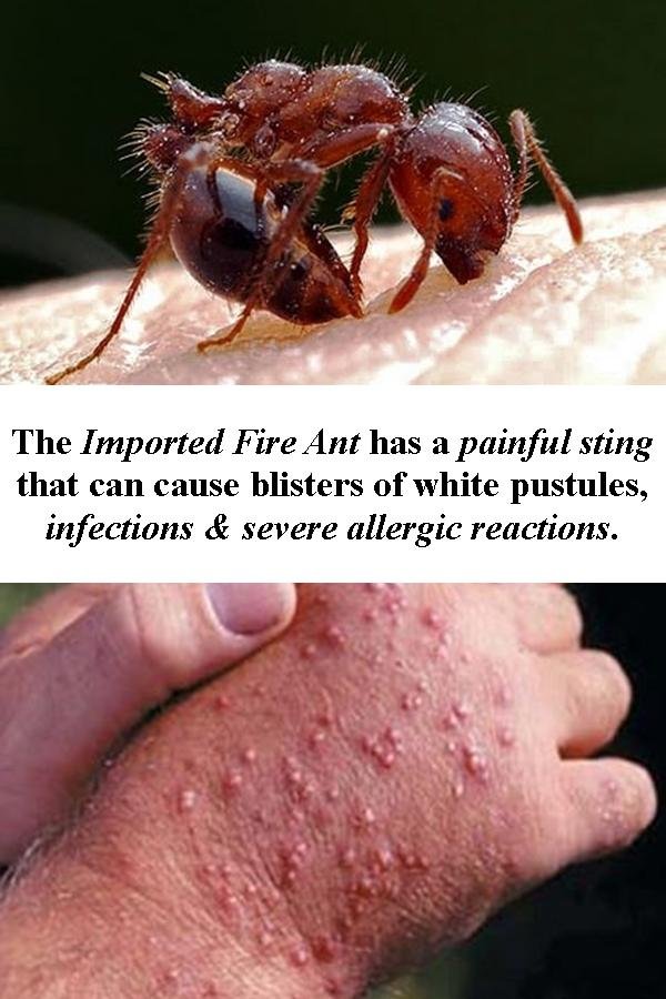 Classic Pest Control Operators