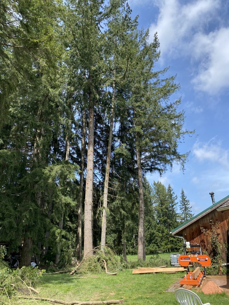 Bid Low Tree & Stump Service