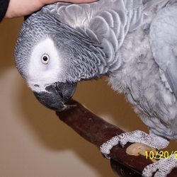 parrot sitter