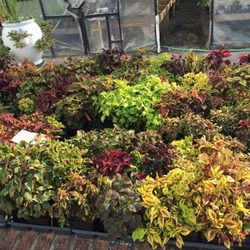 Big Bloomers Flower Farm - Nurseries 