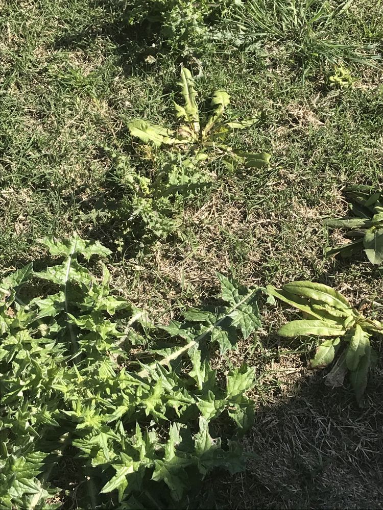 Real Green Lawn Care and Pest Control