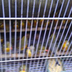 pet shop bird road