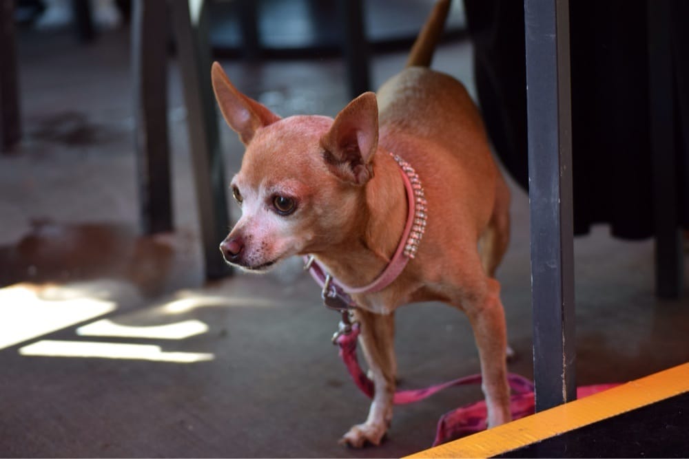 Lazy Dog Restaurant & Bar 1490 Photos & 1063 Reviews American (New) 11560 4th St, Rancho