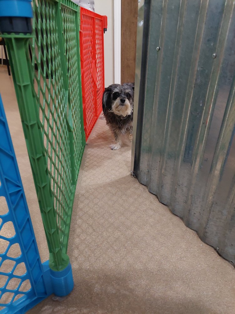Bark Avenue Grooming