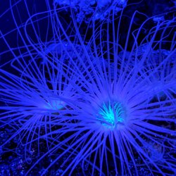 living art aquarium service