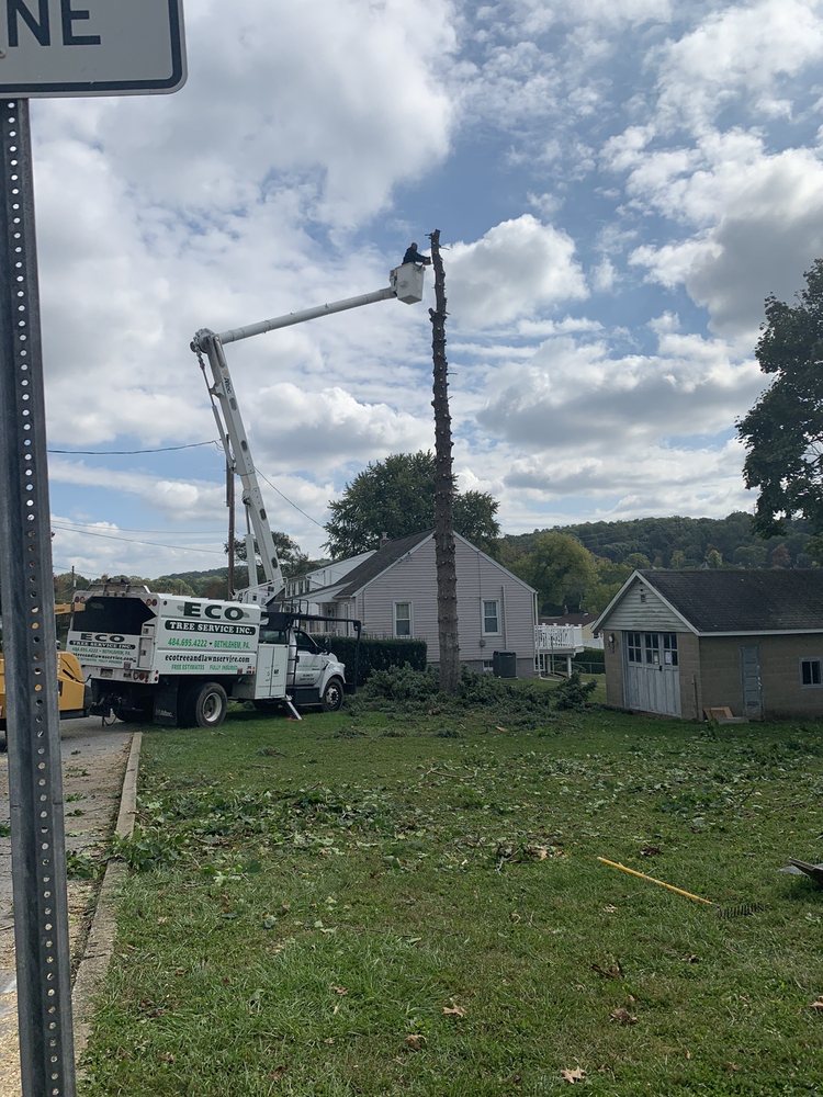 ECO Tree service