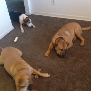Carpet Cleaning Jacksonville Fl Carpet Cleaning Jacksonville Fl