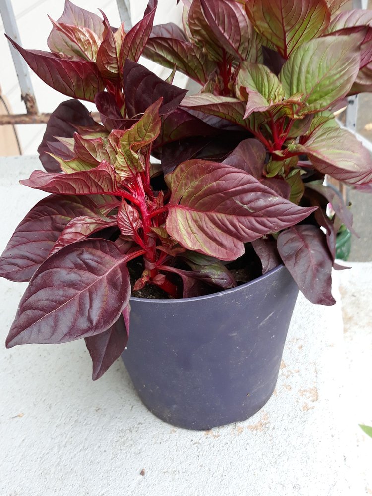 Stacy's Greenhouse Wholesale