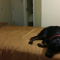 Howard Johnson Tifton Hotels 579 Old Omega Road Ga Photo Of Howard Johnson Tifton Ga United States Pet Friendly