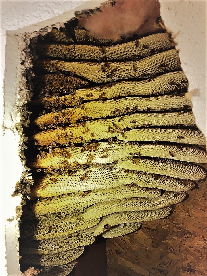 Trutech Wildlife Service