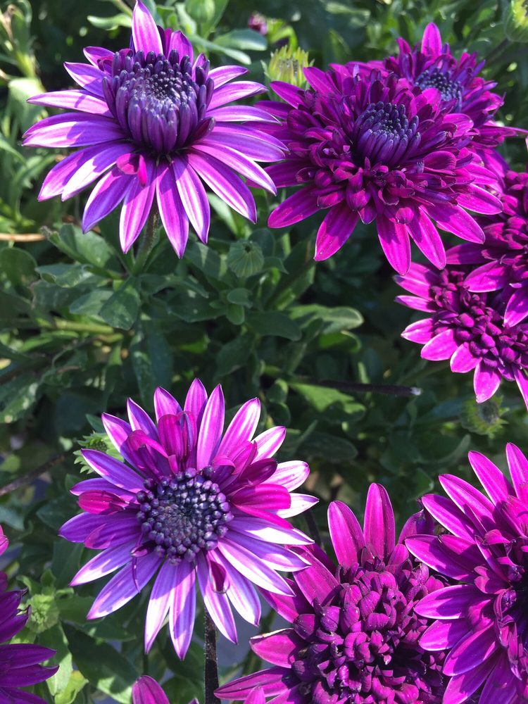 Armstrong Nursery Del Mar Arm Designs Newport Beach Ca Armstrong Garden Centers 44 Photos 33 Reviews Nurseries