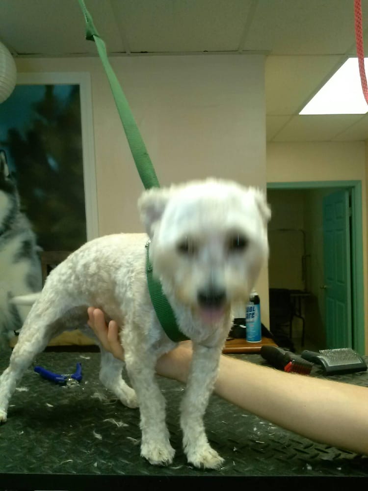All Valley Pet Grooming and Spa 150 Photos & 29 Reviews Pet