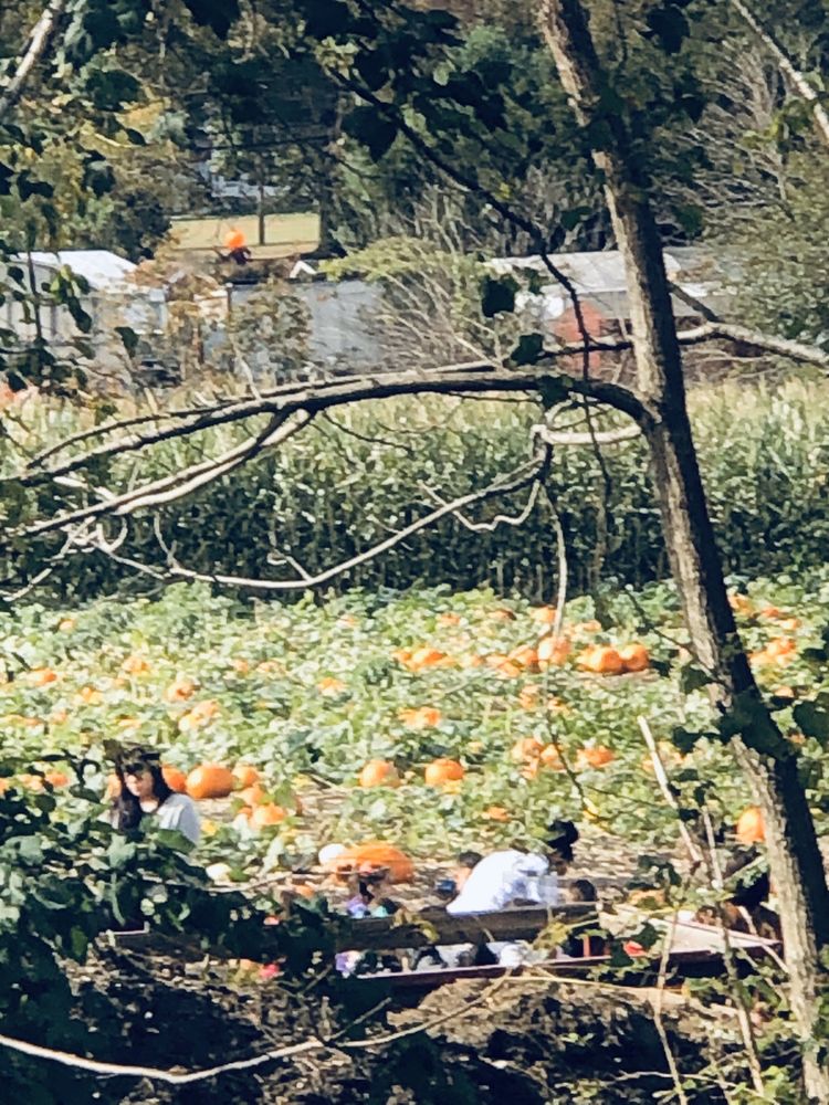 image of business Pinnacle Dental Care