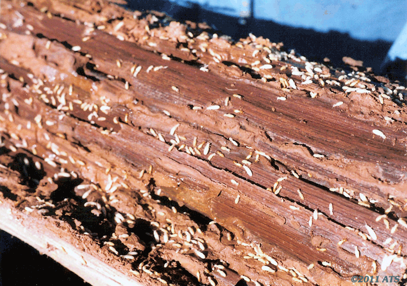 Senate Termite & Pest Control