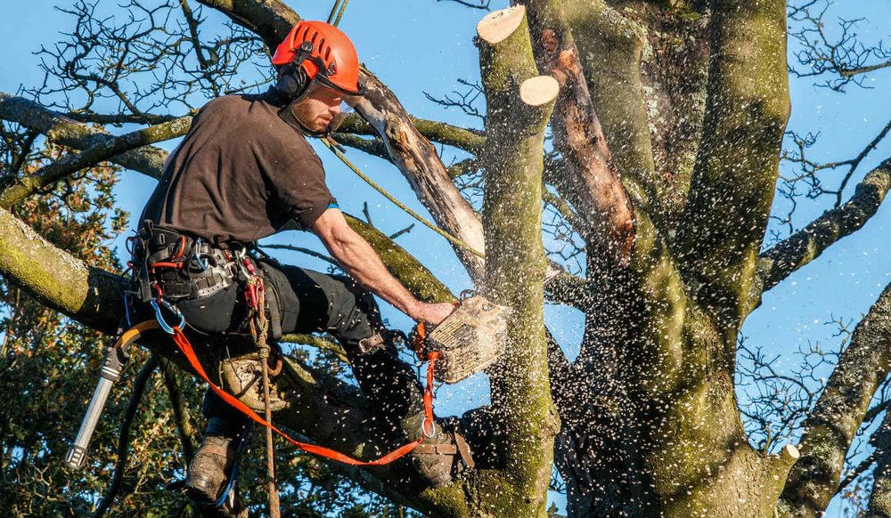 A & R Tree Services