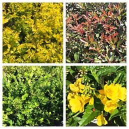 Photos For Bay Area Landscape Nursery Yelp Photo Of Bay Area Landscape Nursery Corpus Christi Tx United States