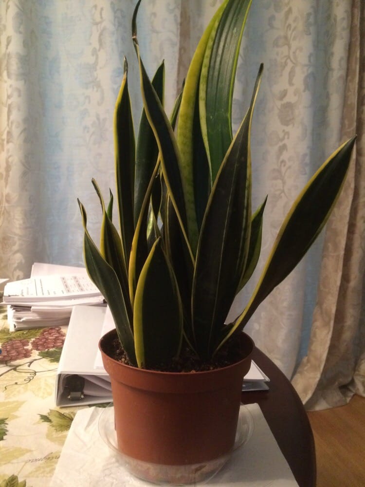 Snake Plant Natural Air Purifier Yelp Photo Of Armstrong Garden Centers Dublin Ca United States Snake Plant