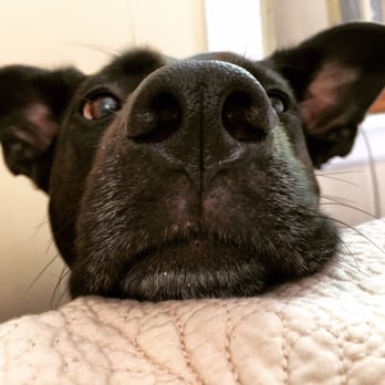 the dog studio closed 10 reviews pet stores 3645 linwood ave photo of the dog studio cincinnati oh united states