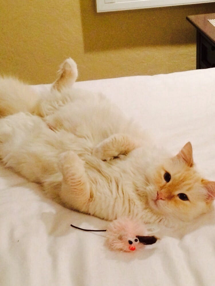 Pet Food Express 17 Photos & 48 Reviews Pet Stores 300 Crossroads