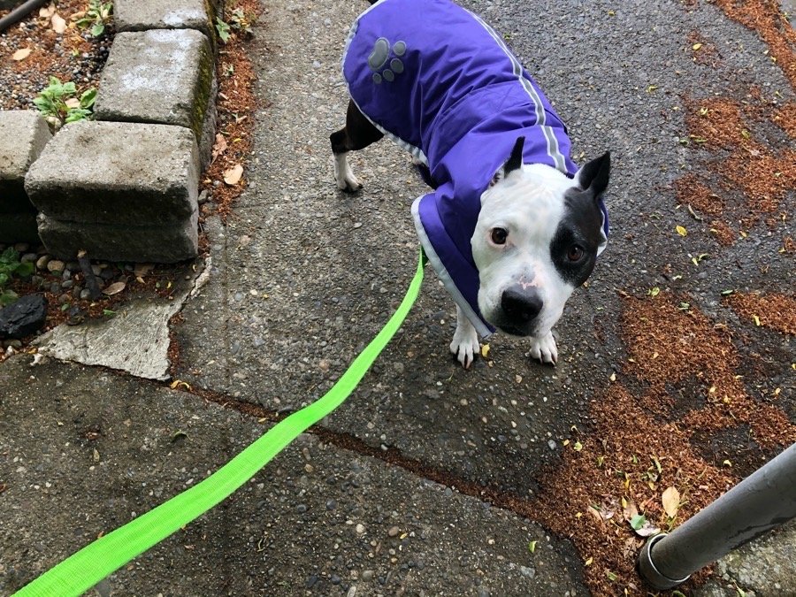 Strut The Pup