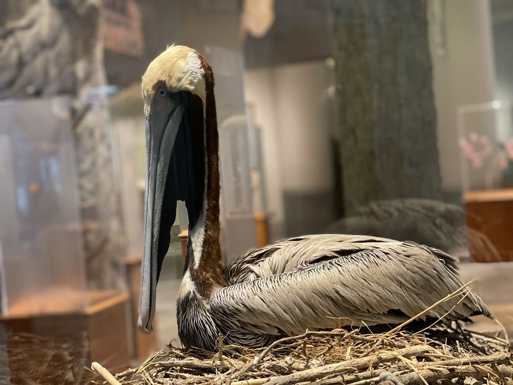 North Carolina Museum of Natural Sciences