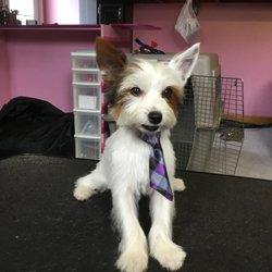 dog gone grooming dog gone grooming