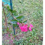 Tennessee Whole Nursery 44 Photos 59 Reviews Nurseries Photo Of Tennessee Whole Nursery Altamont Tn United States