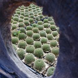 C J Cactus Nursery Nurseries Gardening 2369 E Vista Way Photo Of C J Cactus Nursery Vista Ca United States